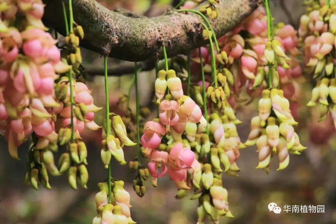 禾雀花开美翻三月天!迷人的"小精灵"就藏在广州这里.