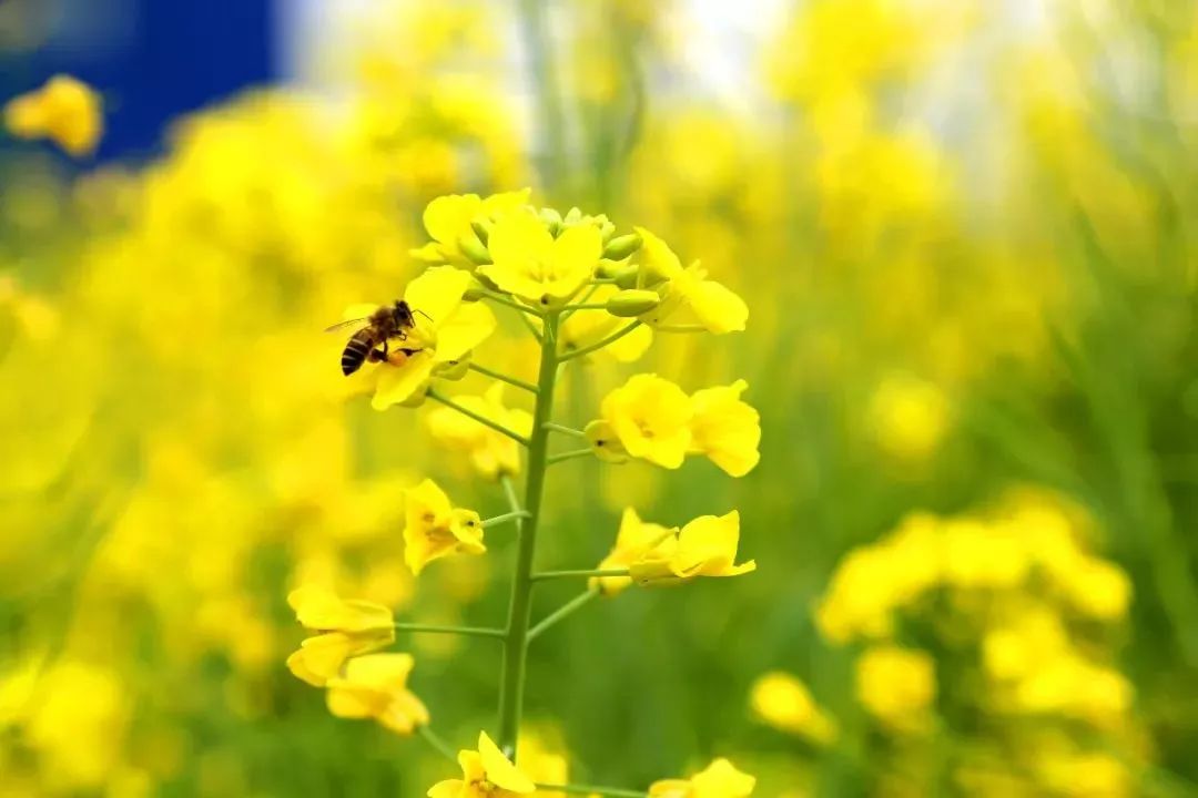 创越附近惊现油菜花田~金灿灿好美啊!