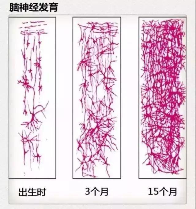                     宝宝的智力发育黄金期，一定要把握住哦！