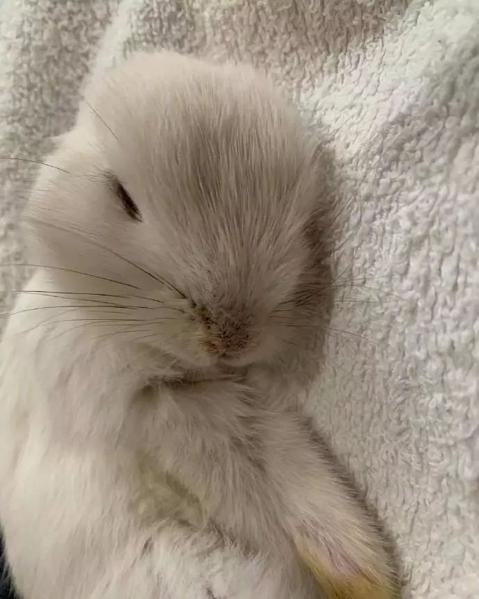 兔兔，小小的一只真的超可愛啊啊啊啊！！小了白了兔，白了又了白。 未分類 第3張