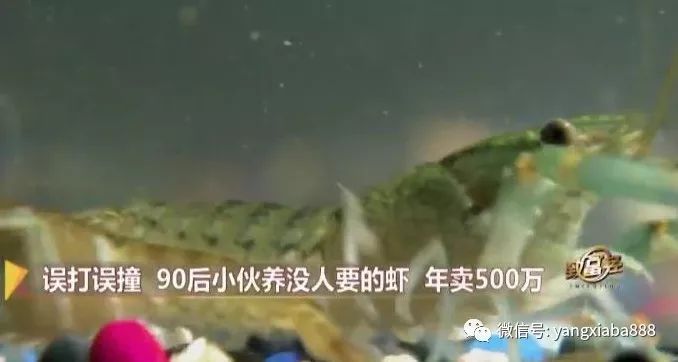 致富经龙虾养殖技术视频_致富经养殖小龙虾_致富经龙虾养殖