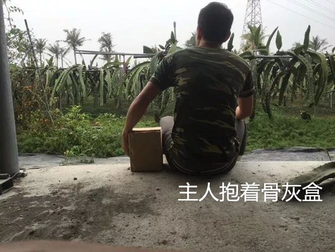 男友網上po文求大神幫狗狗P圖，圖片成品一出來，感動了所有人 未分類 第2張