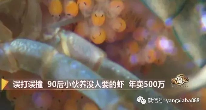 致富经龙虾养殖_致富经养殖小龙虾_致富经龙虾养殖技术视频