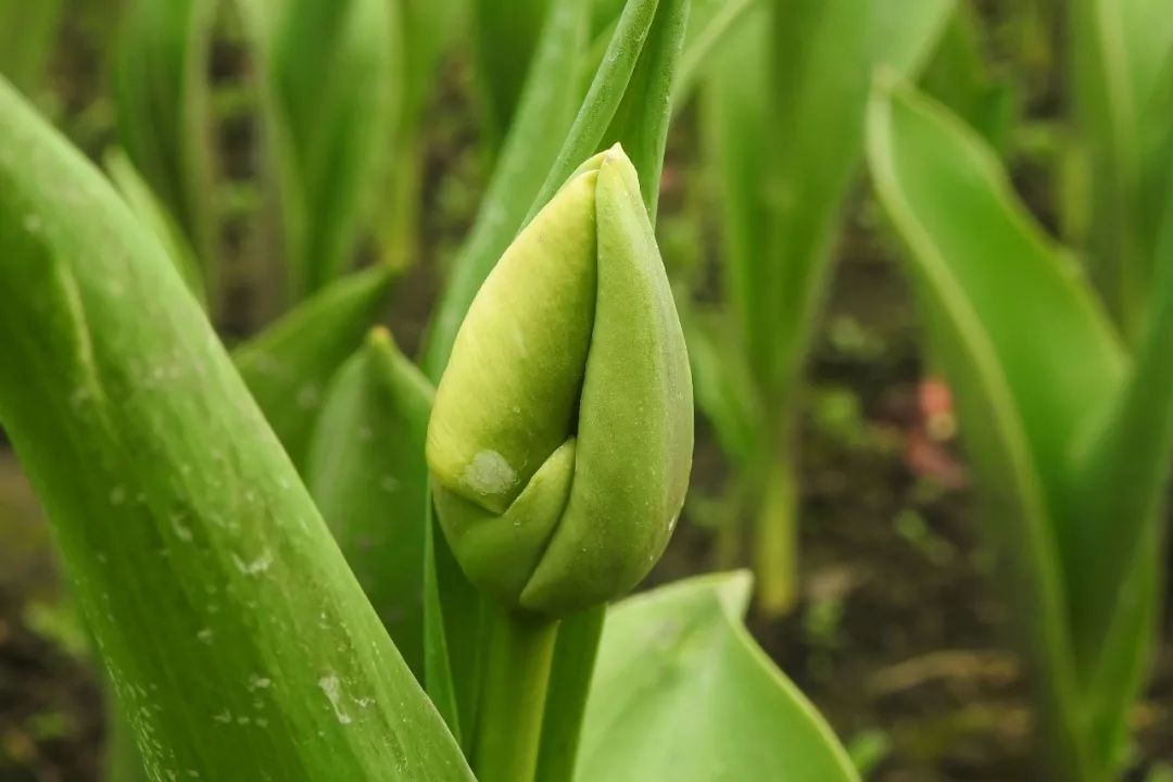 樱花,海棠,郁金香等也开始孕育花苞,只待气温回升,阳光普照数日,满园