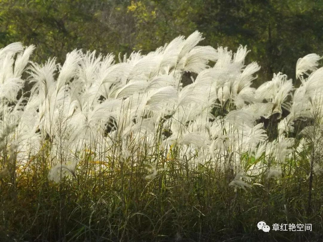 乐谱| 《拔根芦柴花》定稿新鲜出炉!