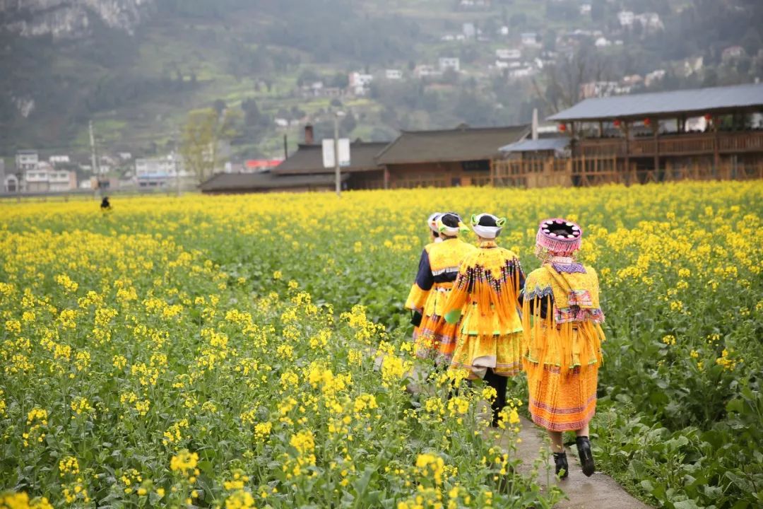 以花为媒,明日古蔺双沙菜花节邀您共赏美景!