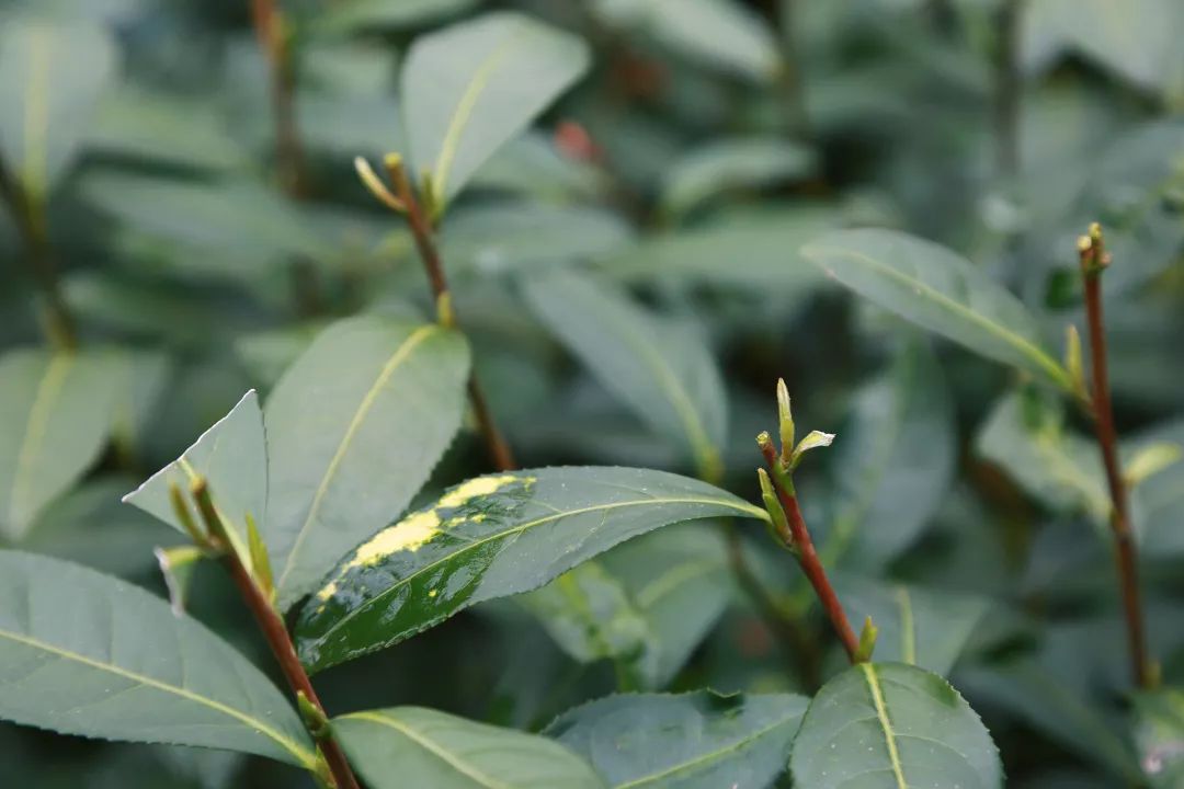 936cm杨二是群体种茶树枝杈上的一颗腋芽.