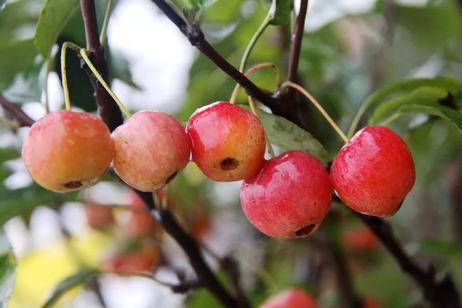 冬红果 别名冬红果海棠 蔷薇科苹果属落叶灌木