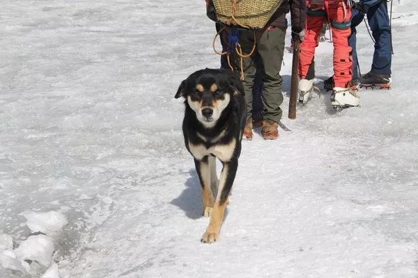 原本流浪的它，跟隨登山隊後，竟成為了登上喜馬拉雅山的第一犬！ 未分類 第2張