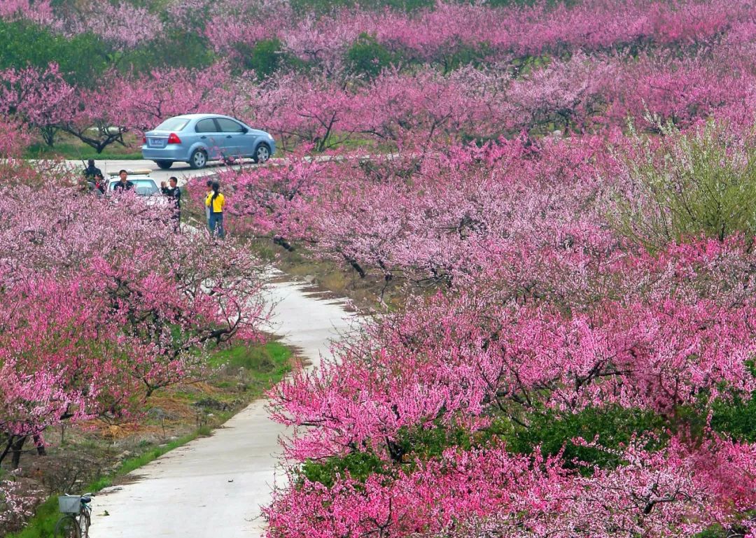 临海市白水洋镇岭村总人口_临海市尤溪镇梨树坑村