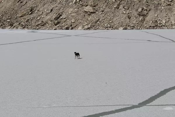 原本流浪的它，跟隨登山隊後，竟成為了登上喜馬拉雅山的第一犬！ 未分類 第3張