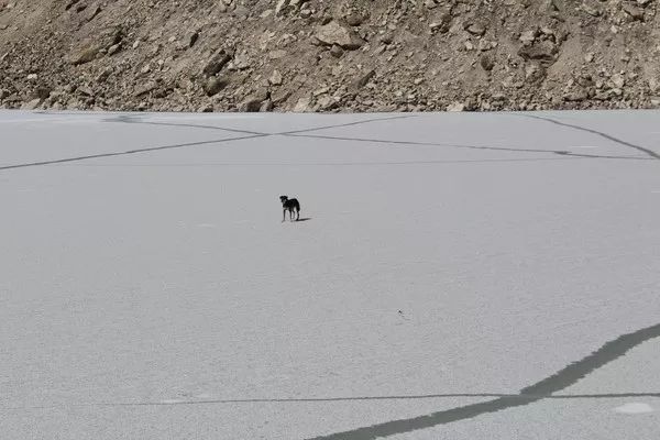 原本流浪的它，跟隨登山隊後，竟成為了登上喜馬拉雅山的第一犬！ 寵物 第3張