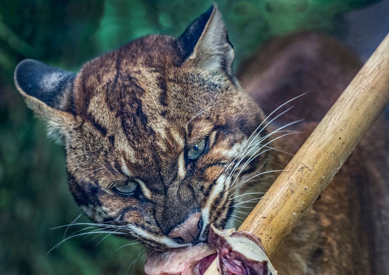 猫科动物中的大花脸:它是"龙虎彪豹"中的彪,性情也十分彪悍