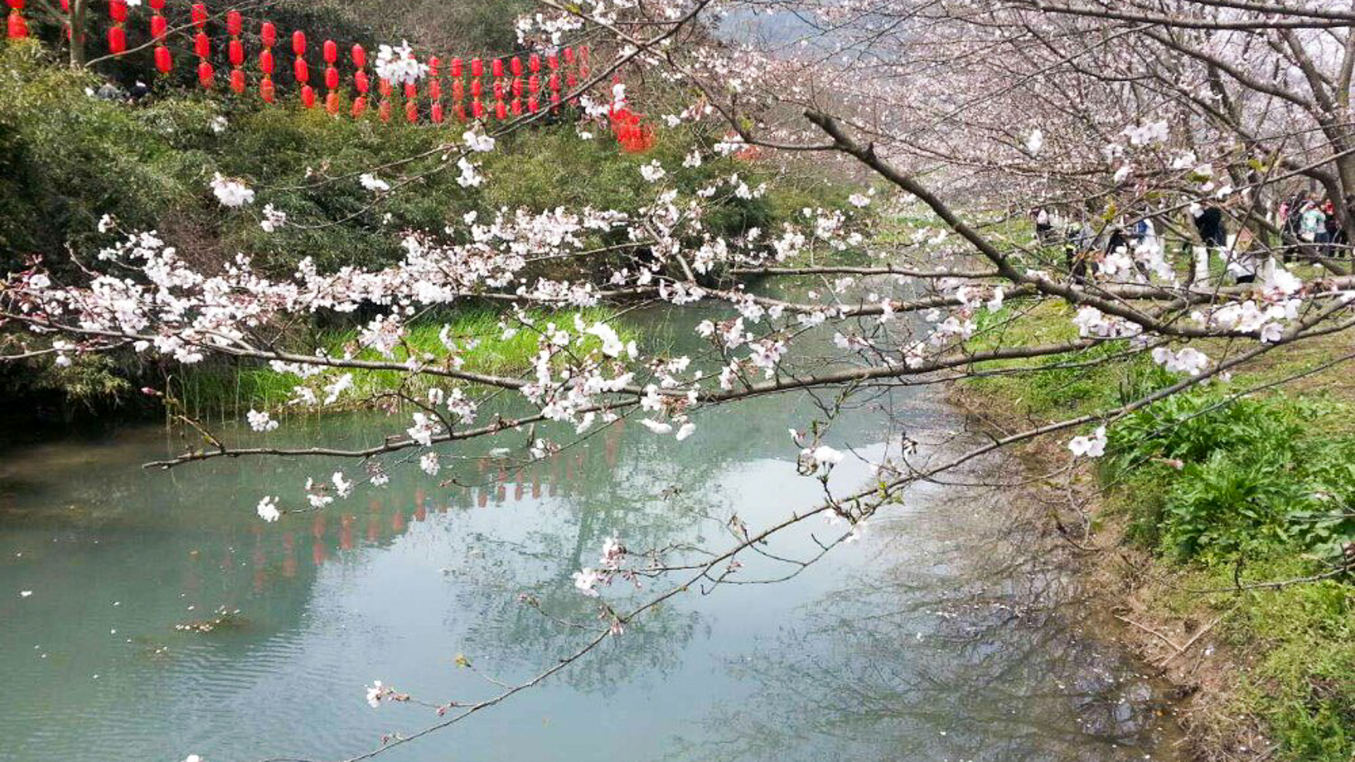 浙江绍兴一处宁静的赏樱佳地，游客一边看樱花一边吃野餐，好惬意