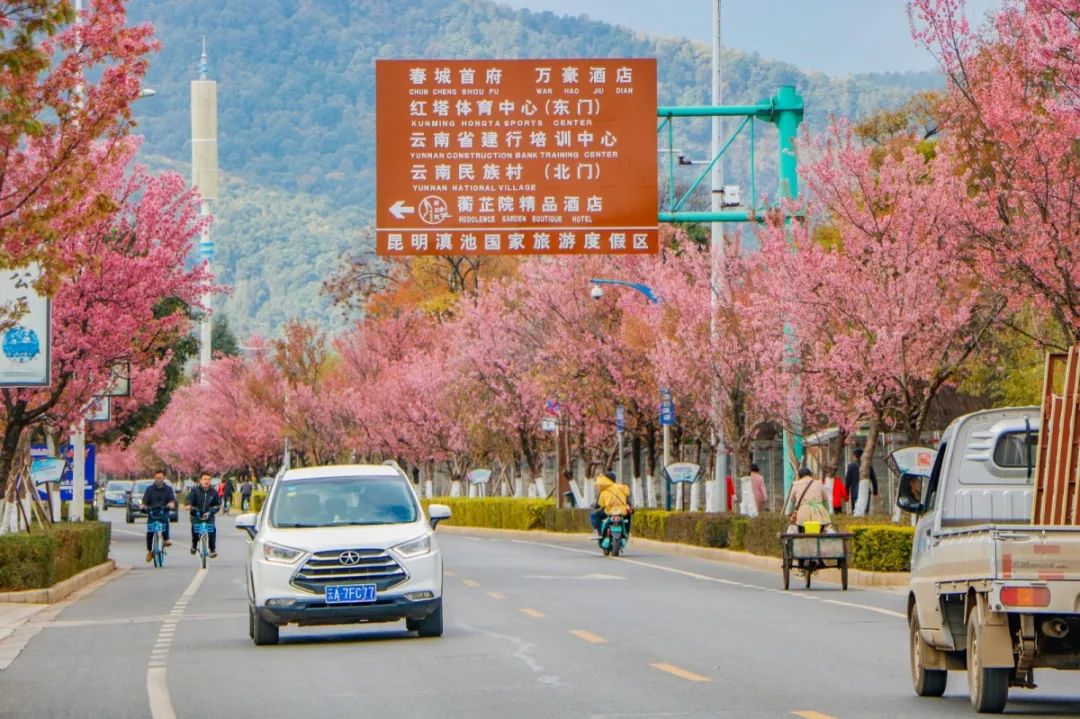 100000株昆明周边樱花盛开,一秒get赏花全地图