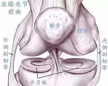 随膝关节运动可向前后或内外方向微微移动,月牙形的"垫片"就叫做半月