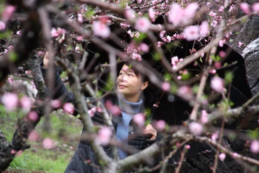 第十七届桂林恭城桃花节暨首届嘉会野生紫荆花