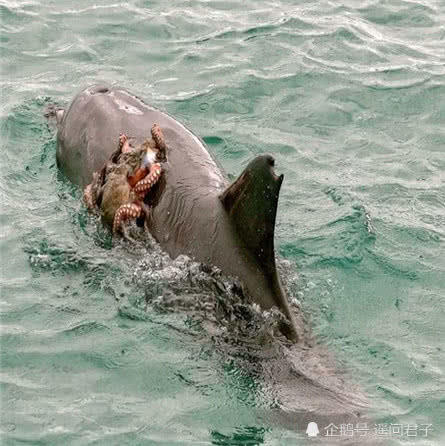 海豚騰空飛起，攝影師快速拍下，仔細看圖片被它身上的東西嚇愣了 未分類 第4張