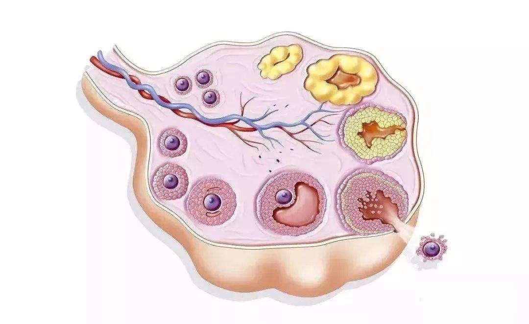 女性卵巢中的卵泡发育成熟后会排出卵子,被输卵管伞端拾起后进入