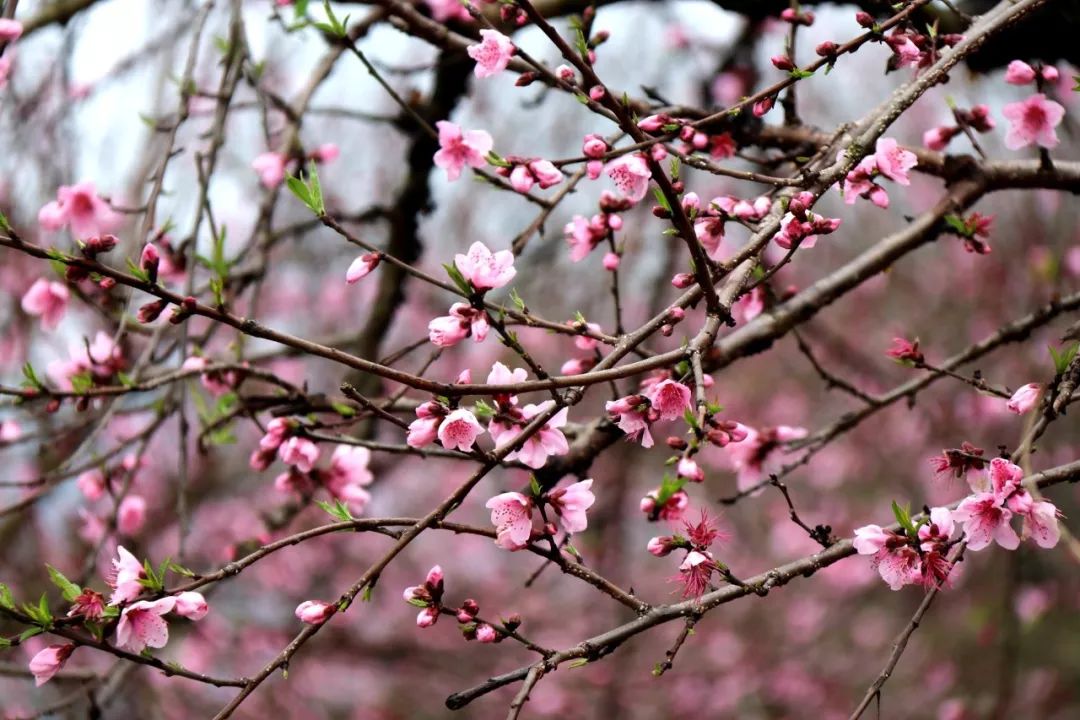 美滋滋第十七届桂林恭城桃花节暨首届嘉会野生紫荆花民俗文化节开幕