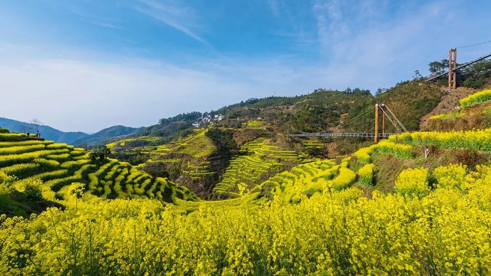 篁岭是单独的景区,属于婺源的高海拔地区,油菜花梯田比其他地方开的