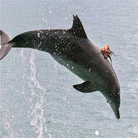 海豚騰空飛起，攝影師快速拍下，仔細看圖片被它身上的東西嚇愣了 未分類 第2張