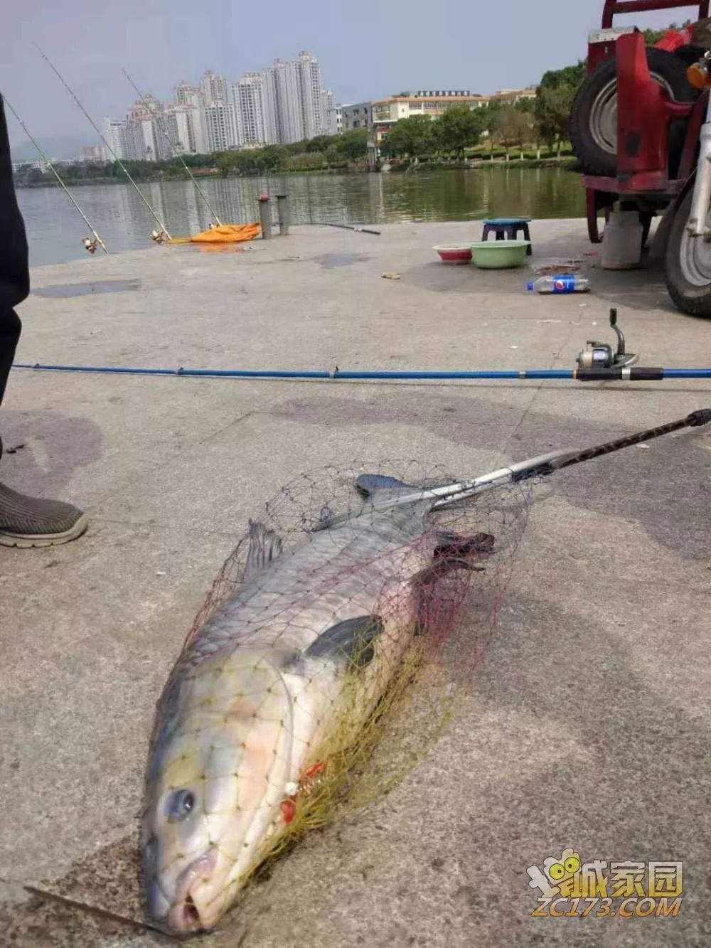 这条巨物有十几斤,系呢个位置钓到,已经是鱼精了 为左钓