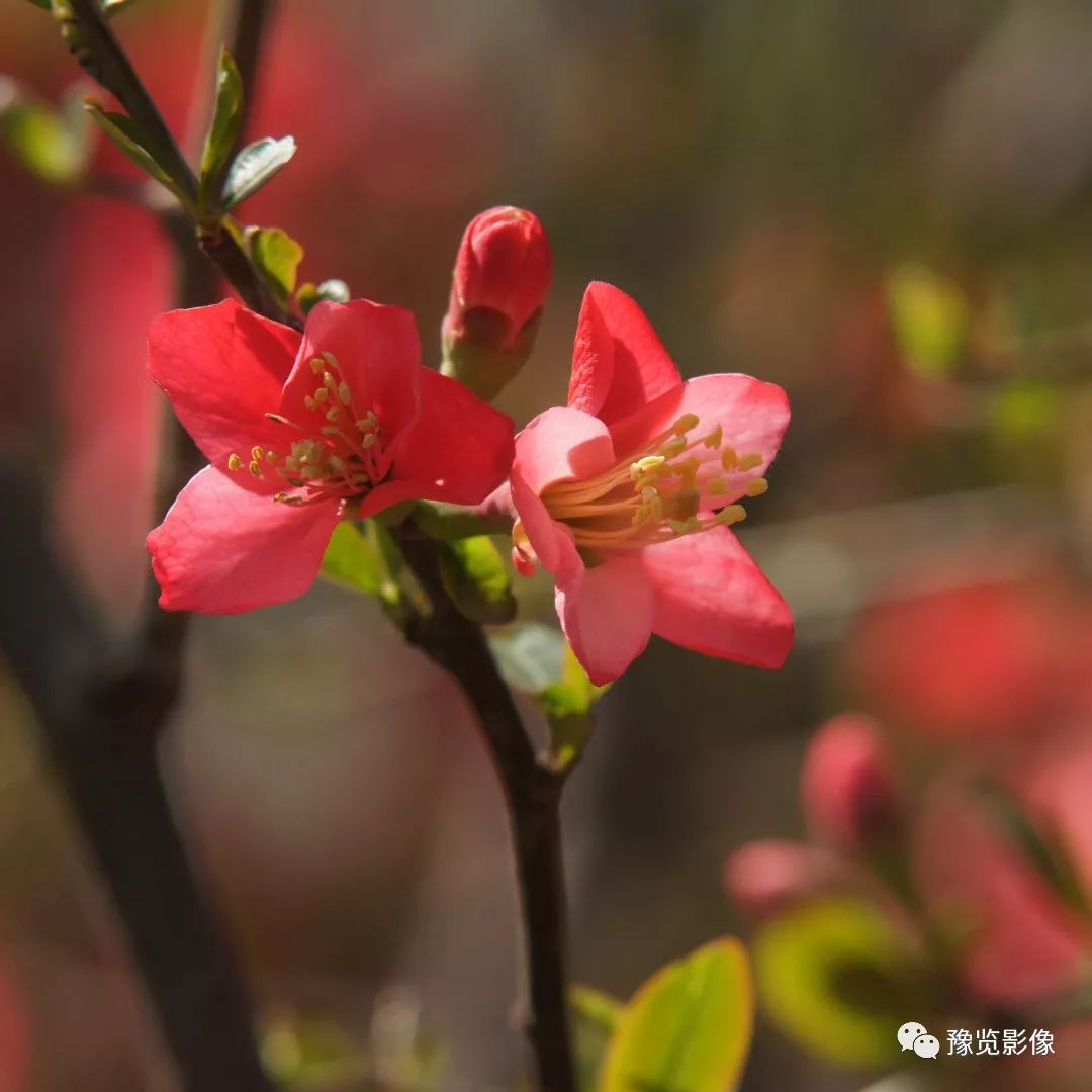 木瓜海棠