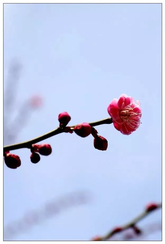 梅花|春雨丝丝润万物,红梅点点绣立达——2018级摄影专业学生的习作