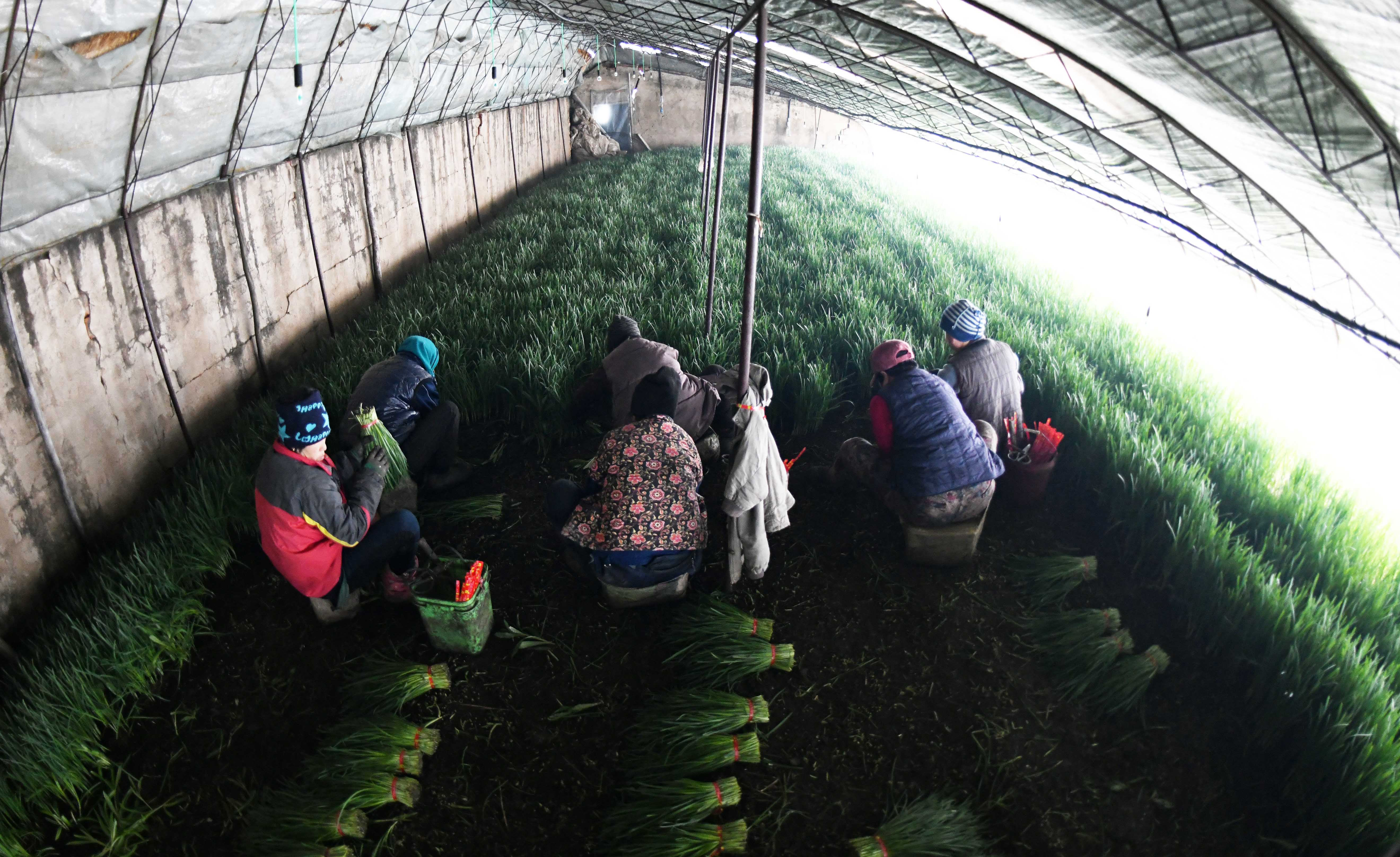 工人在宁安市新农韭菜专业合作社韭菜种植基地大棚内收获韭菜(3月6日