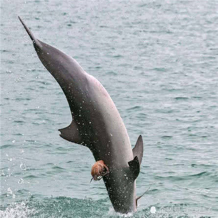 海豚騰空飛起，攝影師快速拍下，仔細看圖片被它身上的東西嚇愣了 未分類 第3張