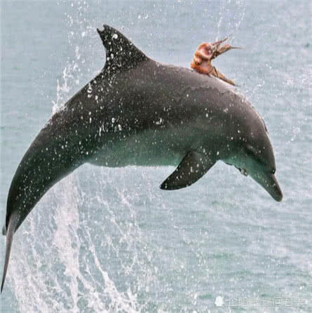 海豚騰空飛起，攝影師快速拍下，仔細看圖片被它身上的東西嚇愣了 未分類 第1張