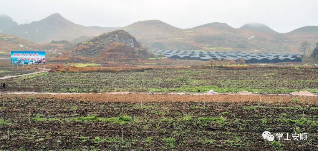 赵德明在扁担山镇扁担村蔬菜种植基地调研赵德明还考察了镇宁自治县