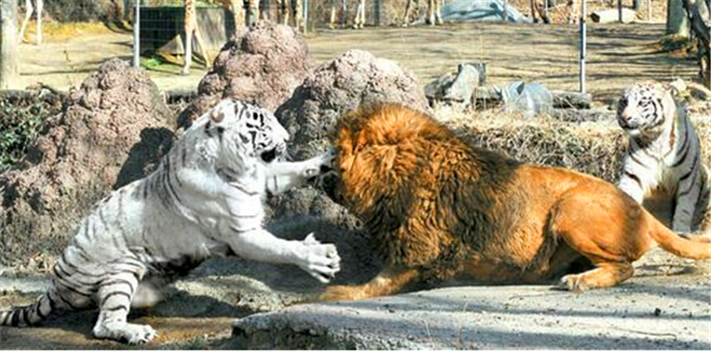 狮子被老虎暴打,最终狮王选择下跪乞求老虎的原谅,这种画面少见