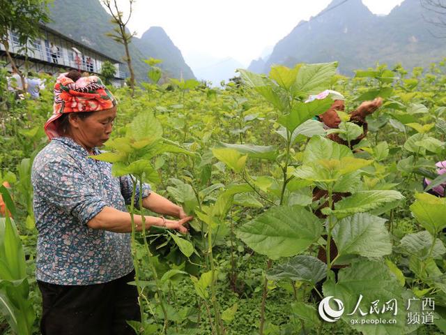 政府来助力初春时节广西德保农民种桑忙