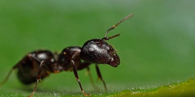把蚂蚁放大一万倍,能主宰地球吗?生物法则:光大是不行