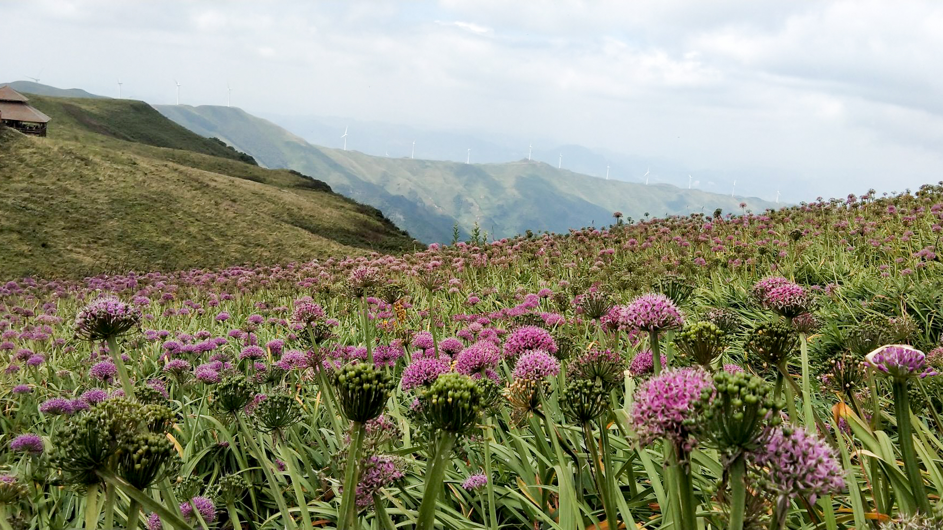 贵州一个用蔬菜命名的景区，高山上布满紫色花海，游客在这里牧云