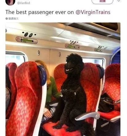 火车上的一些狗狗，对喜欢狗狗的人来说特别治愈