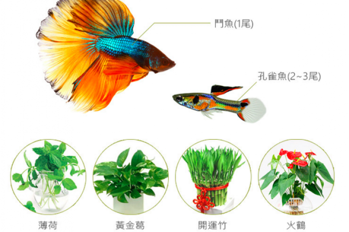 辦公桌上的魚草共生！台灣團隊以太極為靈感，設計出「萬物皆循環」的共生魚缸 科技 第3張