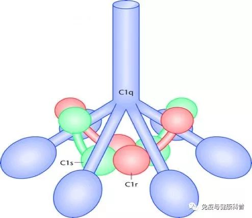 博德特在为了反驳埃利希的关于血清中存在着具有不同特异性结构的不同