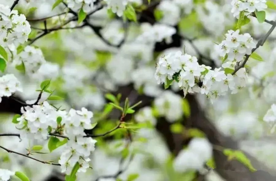 一到春天,这个地方就下起"梨花雨"!浪漫梨花海,美绝了整个广东!