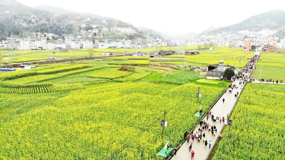 2019古蔺双沙菜花节开幕还有一个好消息告诉大家