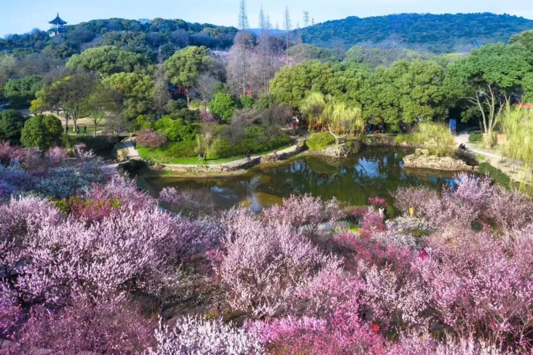 花间漫生活 非遗茶百戏再现梅园_无锡