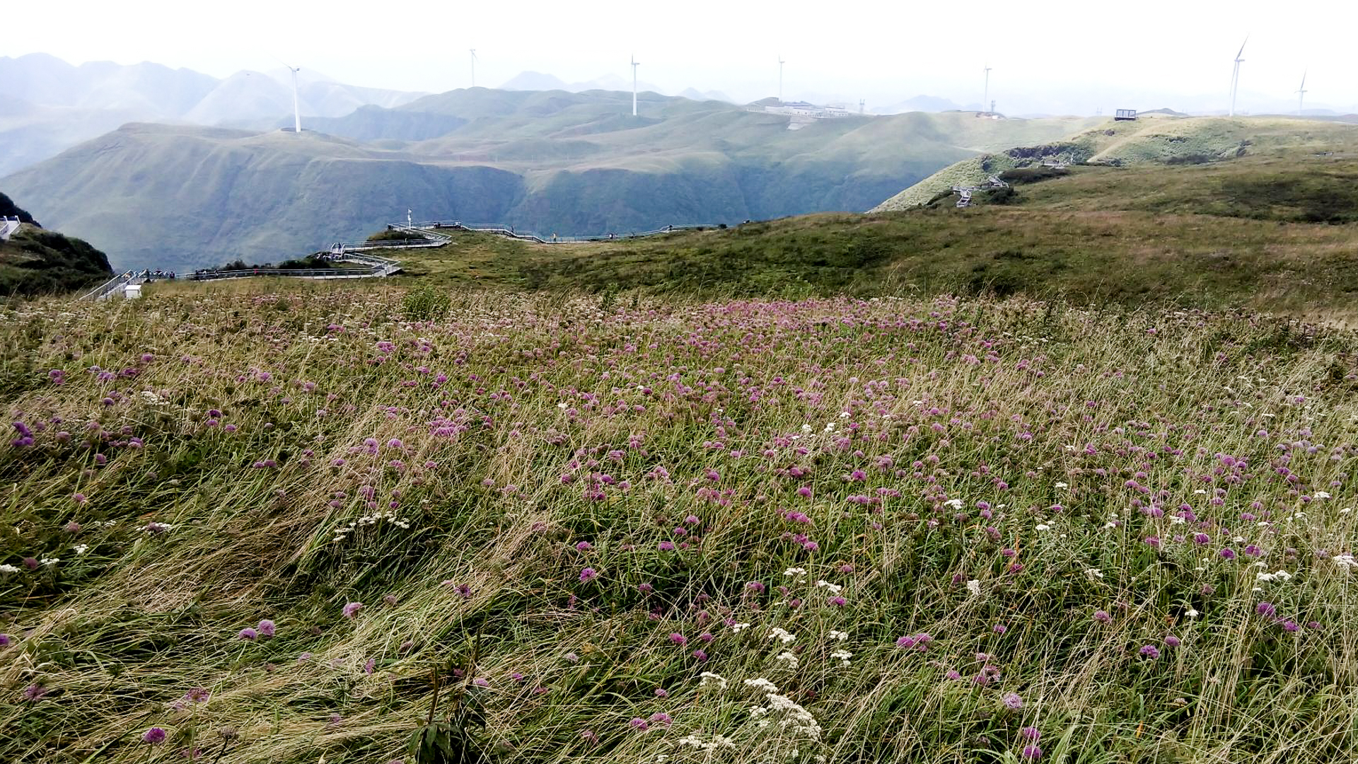 贵州一个用蔬菜命名的景区，高山上布满紫色花海，游客在这里牧云