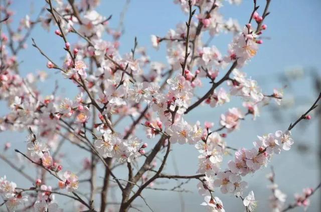 梅花桃花杏花梨花樱花,洛阳春天12个赏花打卡地