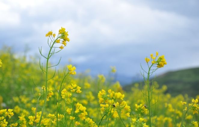 【诗词鉴赏】春天,邂逅诗词里的油菜花!