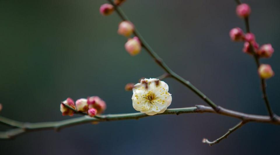 迎春花,梅花送来了春的讯息,济南的春天到了!