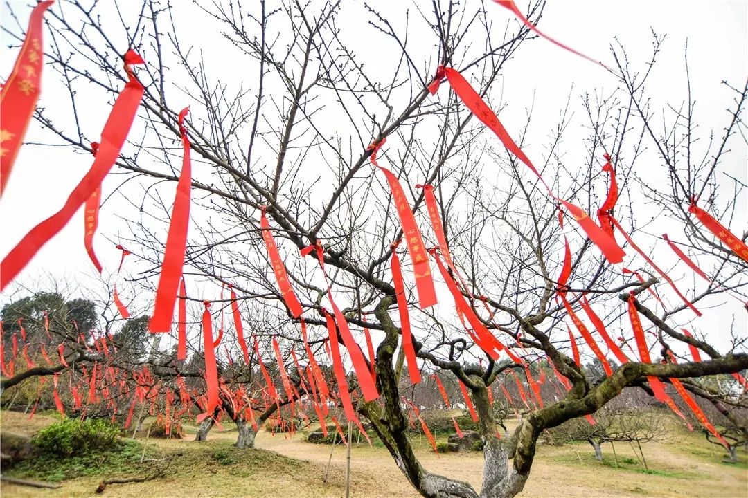 几株桃树枝丫上挂满了 祈福红丝带