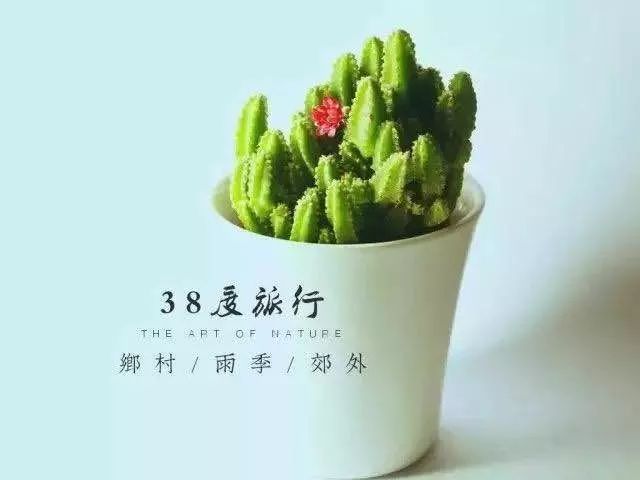 汇活动丨第三届绿植领养计划开启,2000盆多肉绿植科大学子免费领