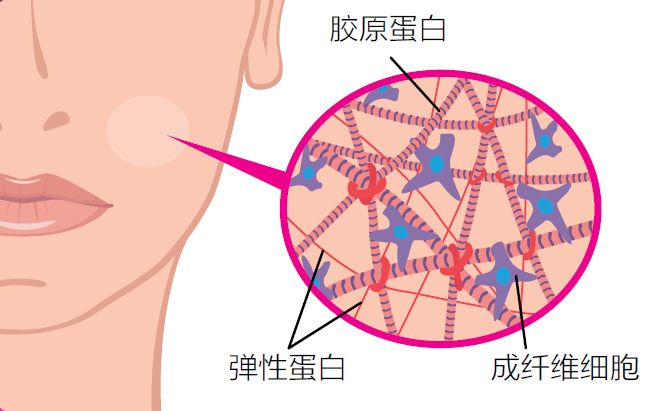 肌肤结构主要由胶原蛋白,弹性蛋白和成纤维细胞构成.